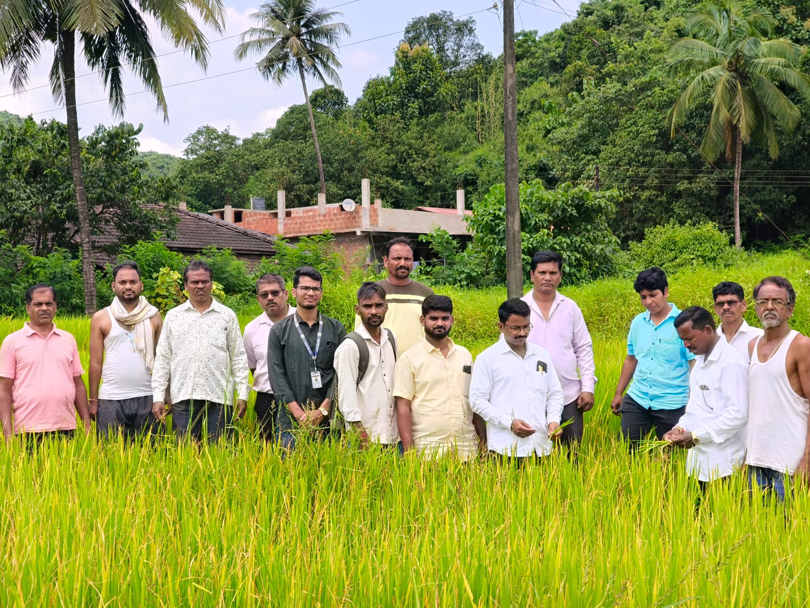 प्रतिकूल हवामानाने भातपिकाच्या उत्पादनाला फटका